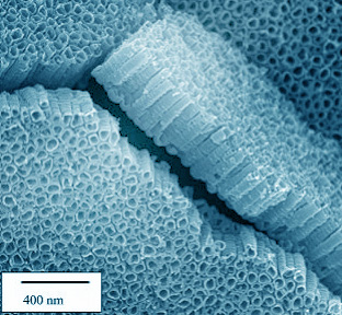 Нанотрубки под электронным микроскопом