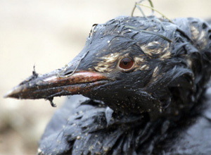 Sakhalin Energy отрицает причастность к факту массовой гибели птицы на Сахалине