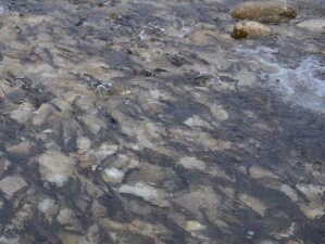 В бассейн Терека в Кабардино-Балкарии выпущено более 70 тысяч мальков каспийского лосося