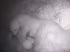 В Якутском зоопарке у белых медведей родилась двойня