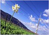 Златоустовские электросети: миллион - на экологию