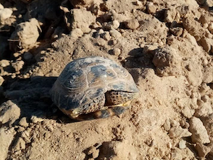 При строительстве Навоийской СЭС ни одна черепаха не пострадала