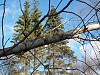 Незаконная вырубка деревьев привела к отключению ЛЭП в Орловской области