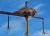 Энергетики «Кузбассэнерго – РЭС» установят птицезащитные устройства