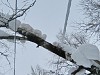 В Карелии бобры устроили лесоповал в зоне просек ЛЭП