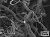 В Институте катализа СО РАН создали нановолокна для улучшения свойств полимеров и моторных масел
