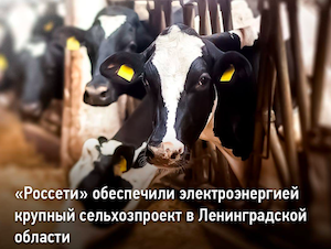 Новая молочная ферма в Ленинградской области получила 2 МВт мощности