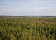 «РН-Няганьнефтегаз» за 5 лет высадил 2 млн деревьев на площади 500 га