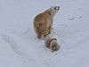 «Роснефть» и якутский зоопарк «Орто-Дойду» объявляют конкурс имён для медвежат