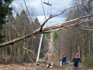 За сутки энергетики МОЭСК сняли с проводов более 1400 поваленных ураганом деревьев
