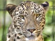 Южная Осетия присоединилась к проекту восстановления популяции переднеазиатского леопарда