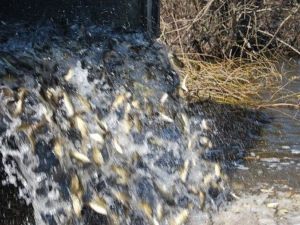 Запорожская АЭС поддерживает гидробиологический режим пруда-охладителя