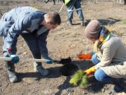 «СУЭК-Кузбасс» высадит 14,5 тысяч деревьев