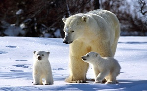 «Роснефть» в 2021 году продолжит финансирование экспедиций по изучению поведения белых медведей