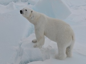В Арктике стартовала экспедиция по изучению белого медведя