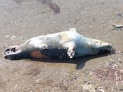 В районе водозаборной дамбы нефтяного месторождения «Каражанбас» в Казахстане погибли тюлени