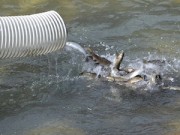 В реки Кабардино-Балкарии выпущено более 300 тысяч мальков каспийского лосося