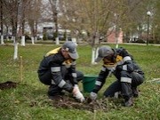 Волонтеры «Роснефти» высадили более тысячи кедров