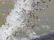 РусГидро выпустило в верховье Кубани 875 тысяч мальков лососевых рыб