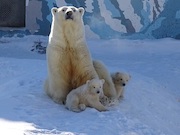 Вилюй и Яна: в павильоне «Роснефти» на ВДНХ объявили имена белых медвежат из Якутского зоопарка