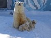 Вилюй и Яна: в павильоне «Роснефти» на ВДНХ объявили имена белых медвежат из Якутского зоопарка