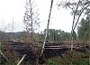«Черные лесорубы» повредили ВЛ 110 кВ