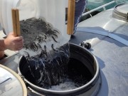 РусГидро выпустило в реки Кабардино-Балкарии 300 тысяч мальков каспийского лосося
