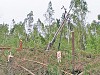Ураганный ветер повредил электросетевое хозяйство «Архэнерго»