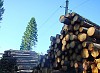 ЛЭП в Олонецком районе оборвали лесозаготовители