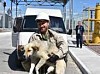 Из Чернобыльской зоны отчуждения вывозят бездомных собак