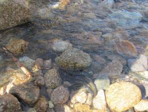 РусГидро выпустило в реки Кабардино-Балкарии мальков ручьевой форели