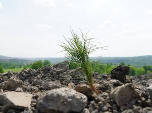 В 2020 году «Кузбассразрезуголь» планирует провести рекультивацию земель на общей площади около 140 га