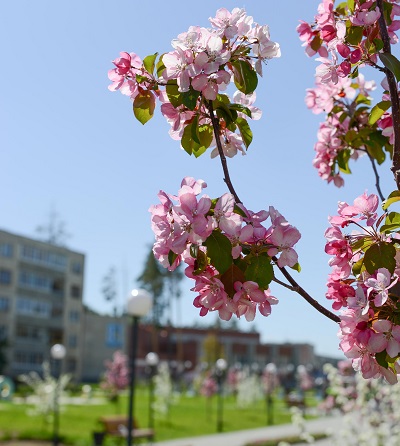 30 000 цветов высадит Белоярская АЭС в городе-спутнике Заречном