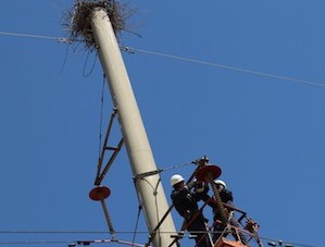 «Амурские электрические сети» установили на опорах ЛЭП 174 птицезащитных устройства
