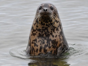 «Восточный Порт» и ДВО РАН подвели итоги работы по изучению тюленей-ларг