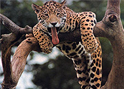 Строительство газопровода в Приморье угрожает популяции леопардов