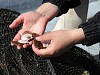 В акватории бухты Козьмина начался массовый нерест приморского гребешка