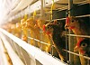 «МРСК Урала» выдаст более 3,8 мегаватт мощности промышленным площадкам Невьянской птицефабрики