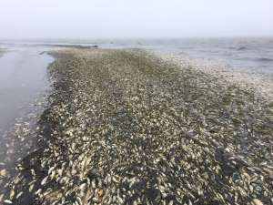 Гринпис выясняет причины массового мора сельди на Сахалине