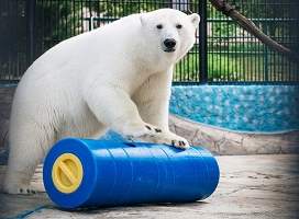 Специалисты «Роснефти» совместно с «Обществом дикой природы» разработали игрушки для белых медведей