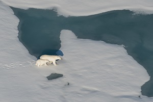 В рамках программы «Роснефти» по изучению белых медведей на арктическом шельфе стартовали две экспедиции