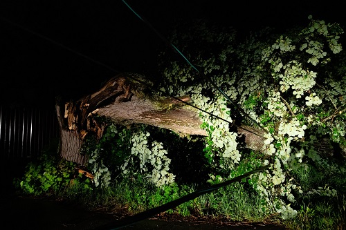 Бригада Ильи Афонина устранила последствия падения огромного дерева на ЛЭП в СНТ «Радомля» Подмосковья