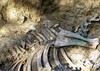 «Оренбургэнерго» помогает московским ученым-палеонтологам