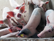 Вьетнам сдерживают распространение африканской чумы свиней благодаря ядерным технологиям