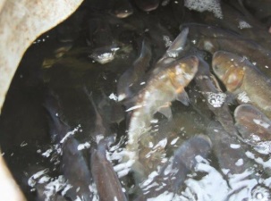 В пруд-охладитель Беловской ГРЭС выпущено более шести тонн рыбы