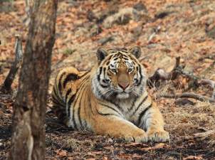 РусГидро поддержало очередной проект по изучению и сохранению амурского тигра