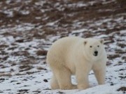 Экспедиция «Ямал – Арктика 2019» изучила популяцию белых медведей в ЯНАО