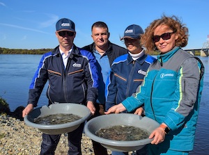 Экологи Амурского ГПЗ выпустили в реку Зею более 15 тысяч мальков сазана