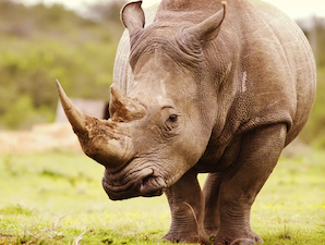 Радиоизотопы спасут африканских носорогов от истрбления