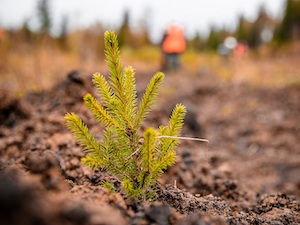 Распадская угольная компания в 2021 году высадила более 3,5 тысяч деревьев